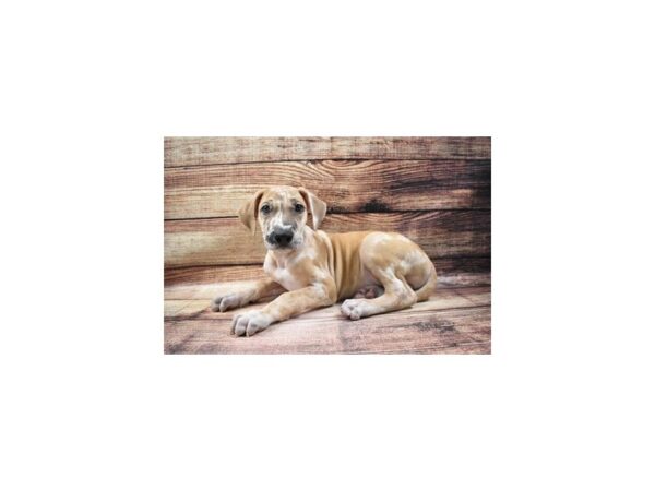 Great Dane-DOG-Male-Fawn-23001-Petland Scottsdale, Arizona