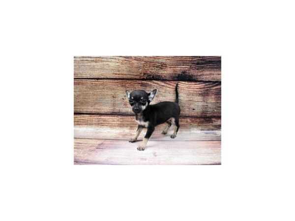 Chihuahua-DOG-Female-Black and Tan-23007-Petland Scottsdale, Arizona