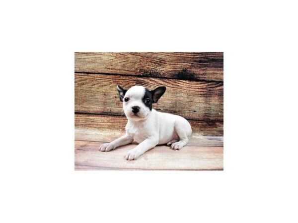 Boston Terrier-DOG-Female-Black and White-23051-Petland Scottsdale, Arizona