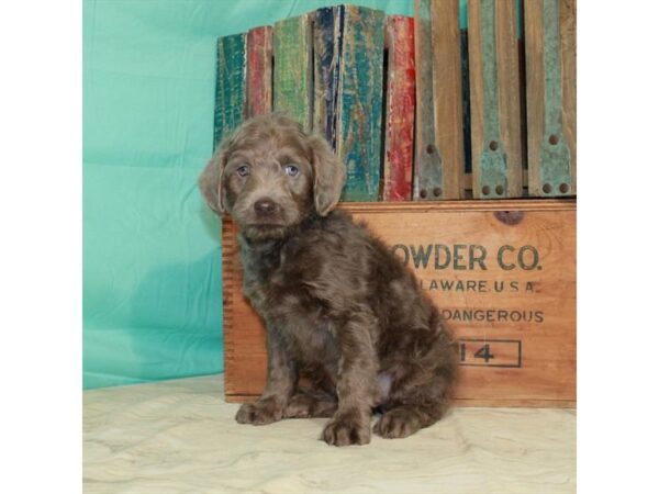 Labrador Retriever/Poodle-DOG-Male-Silver-23018-Petland Scottsdale, Arizona