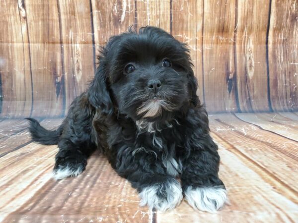 Poodle/Shih Tzu-DOG-Male-Black Brindle-23019-Petland Scottsdale, Arizona