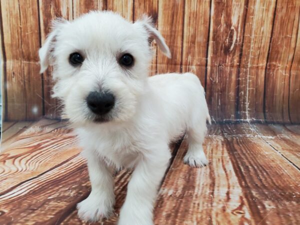 West Highland White Terrier-DOG-Male-White-23016-Petland Scottsdale, Arizona