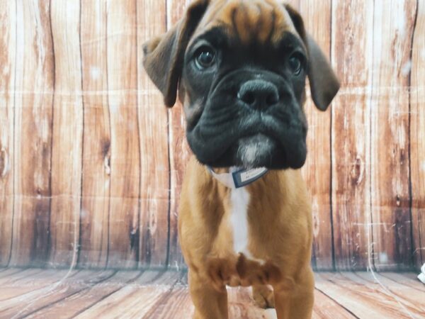 Boxer-DOG-Male-Fawn-23021-Petland Scottsdale, Arizona
