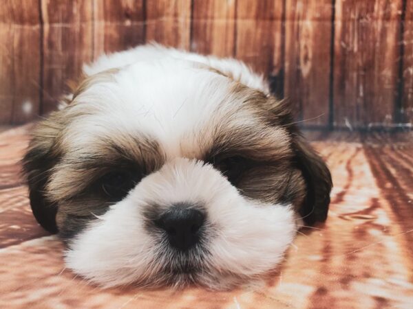 Shih Tzu-DOG-Male-White / Gold-23015-Petland Scottsdale, Arizona