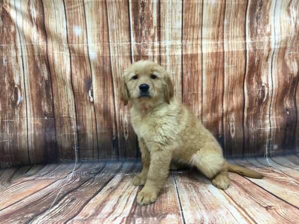 Golden Retriever-DOG-Female-Dark Golden-23023-Petland Scottsdale, Arizona