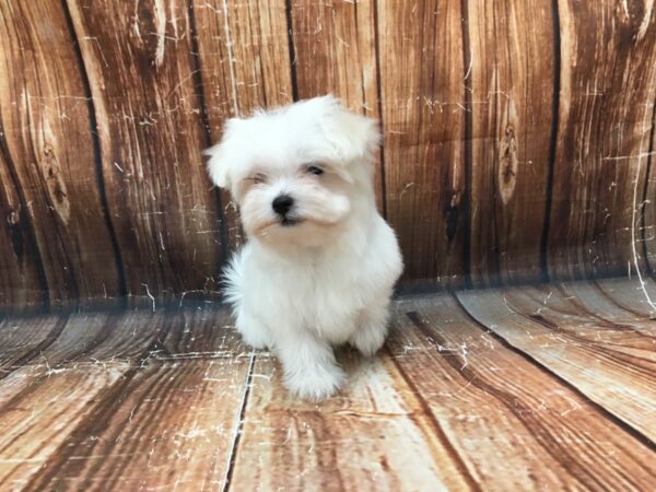 Maltese-DOG-Female-White-23025-Petland Scottsdale, Arizona