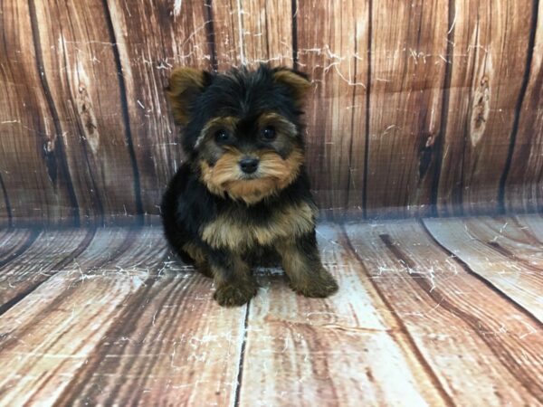 Yorkshire Terrier-DOG-Male-Black / Tan-23017-Petland Scottsdale, Arizona