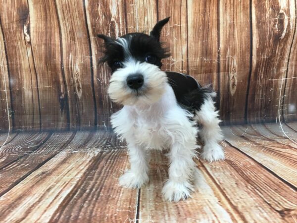 Miniature Schnauzer-DOG-Female-White / Black-23026-Petland Scottsdale, Arizona