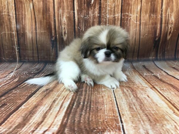 Pekingese-DOG-Male-Fawn-23027-Petland Scottsdale, Arizona