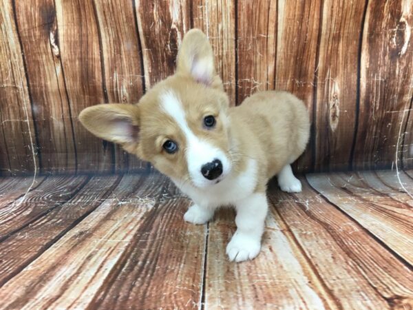 Pembroke Welsh Corgi-DOG-Female-Red Merle-23028-Petland Scottsdale, Arizona