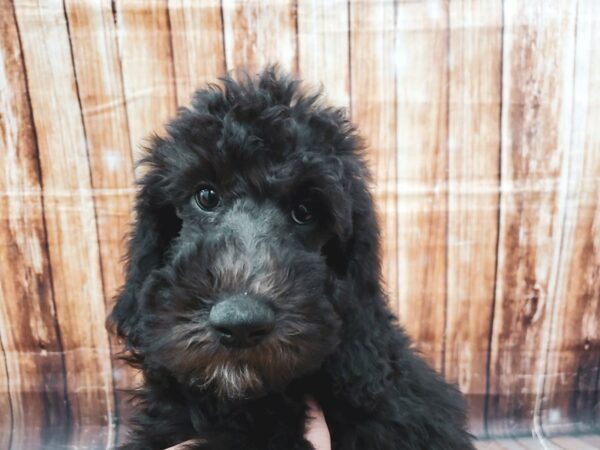 Standard Poodle-DOG-Male-Black-23010-Petland Scottsdale, Arizona