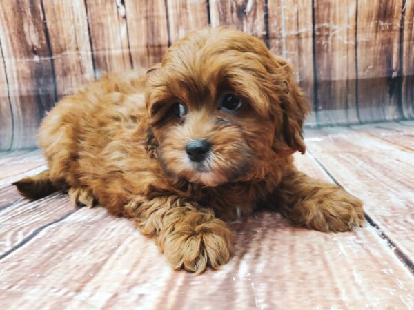 Poodle/Shih Tzu-DOG-Male--23029-Petland Scottsdale, Arizona