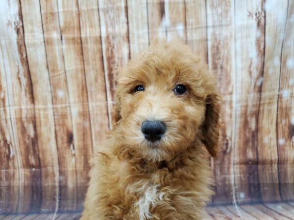 Standard Poodle-DOG-Female-Cafe au lait-23031-Petland Scottsdale, Arizona