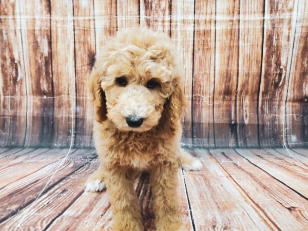 Standard Poodle-DOG-Male-cafe au lait-23030-Petland Scottsdale, Arizona