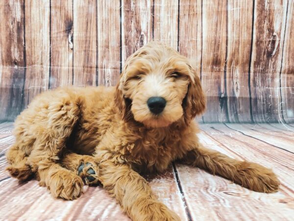 F1B Goldendoodle-DOG-Female-Golden-23033-Petland Scottsdale, Arizona