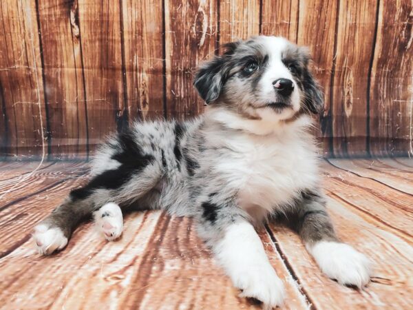 Minature Australian Shepherd-DOG-Male-Blue Merle-23020-Petland Scottsdale, Arizona