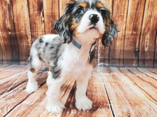 Cocker Spaniel-DOG-Male-Blue Roan / Tan-23022-Petland Scottsdale, Arizona