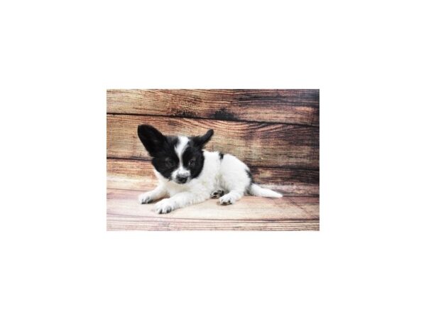 Papillon-DOG-Male-Black and White-23038-Petland Scottsdale, Arizona