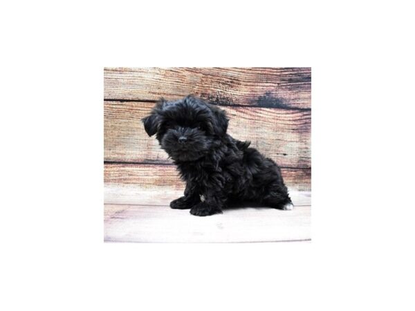 Havanese-DOG-Female-Black-23044-Petland Scottsdale, Arizona