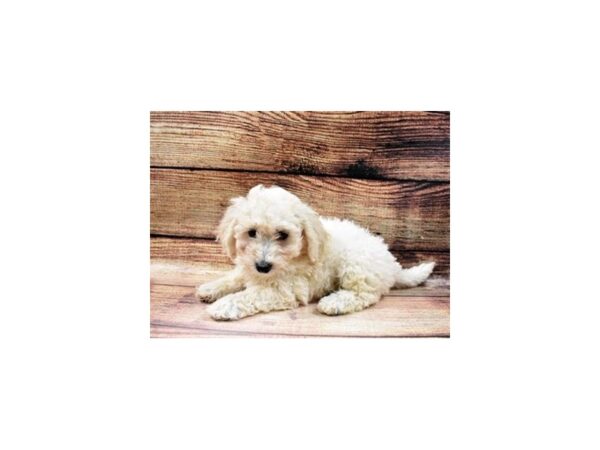Bichon Frise-DOG-Female-White-23050-Petland Scottsdale, Arizona