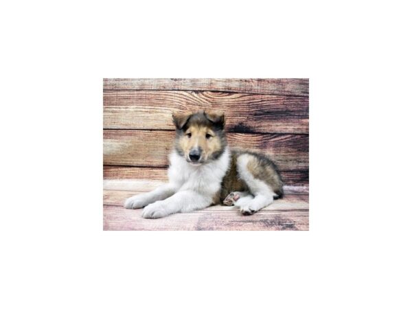 Collie-DOG-Male-Sable and White-23046-Petland Scottsdale, Arizona
