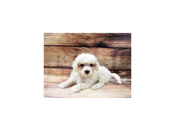 Bichon Frise/Poodle-DOG-Female-White-23036-Petland Scottsdale, Arizona