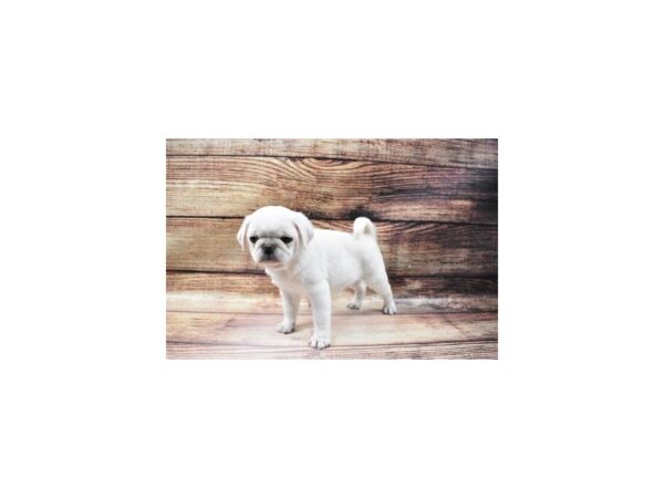 Pug-DOG-Male-Silver Fawn-23041-Petland Scottsdale, Arizona