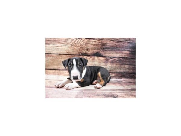 Bull Terrier-DOG-Male-Black Tan and White-23045-Petland Scottsdale, Arizona