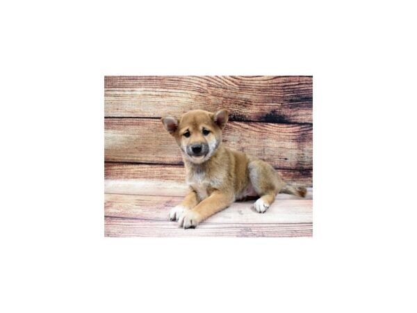Shiba Inu-DOG-Male-Red-23042-Petland Scottsdale, Arizona