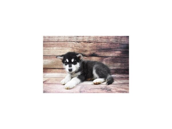 Alaskan Malamute-DOG-Male-Black and White-23037-Petland Scottsdale, Arizona