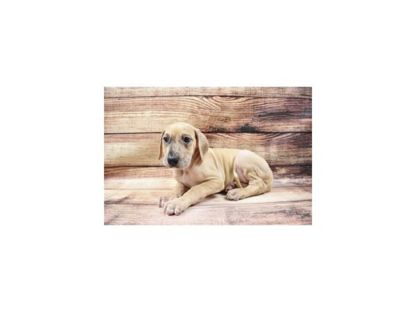Great Dane-DOG-Female-Fawn-23043-Petland Scottsdale, Arizona
