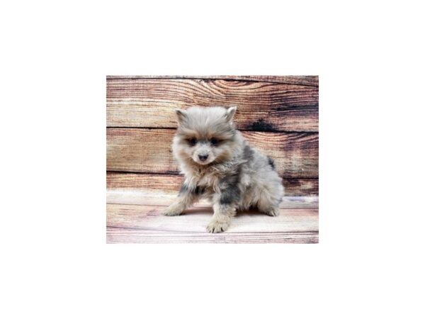 Pomeranian-DOG-Female-Blue-23039-Petland Scottsdale, Arizona