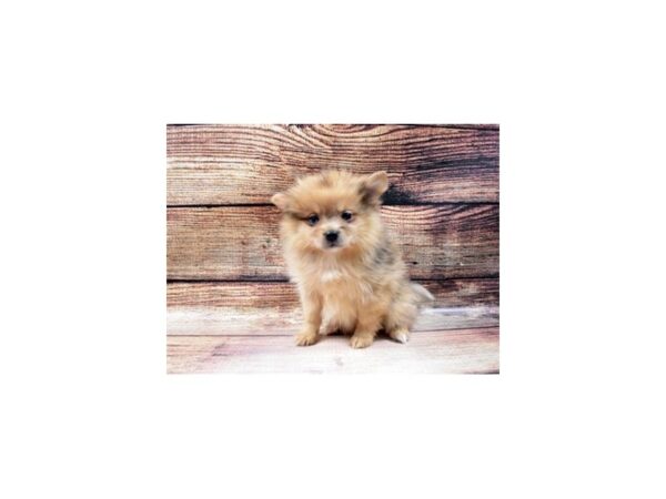 Pomeranian-DOG-Female-Merle-23040-Petland Scottsdale, Arizona