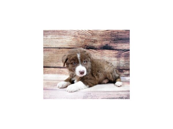 Australian Shepherd-DOG-Male-Red-23048-Petland Scottsdale, Arizona