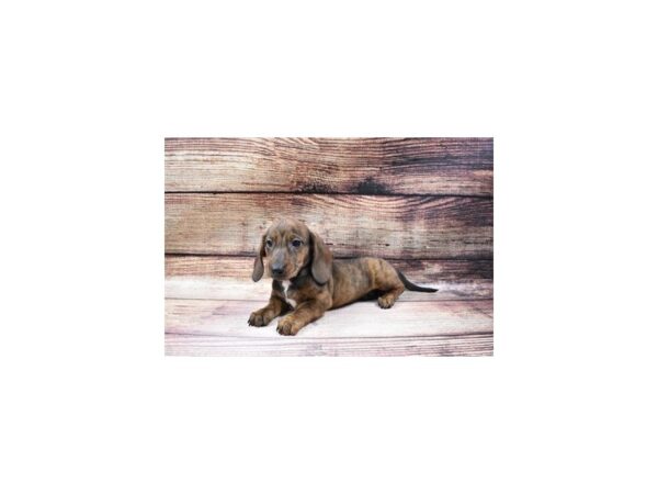 Dachshund-DOG-Male-Red-23047-Petland Scottsdale, Arizona
