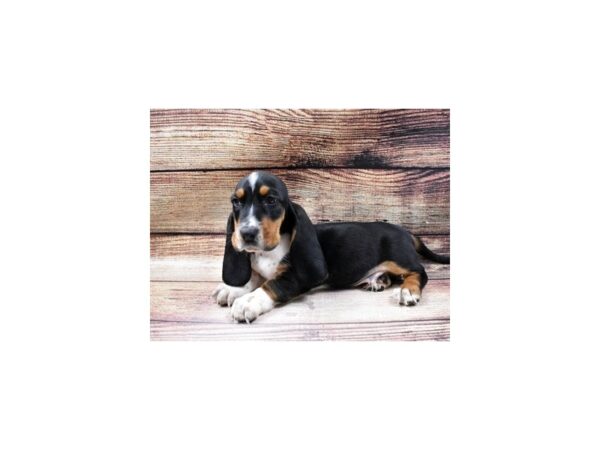 Basset Hound-DOG-Male-Black Brown and White-23049-Petland Scottsdale, Arizona