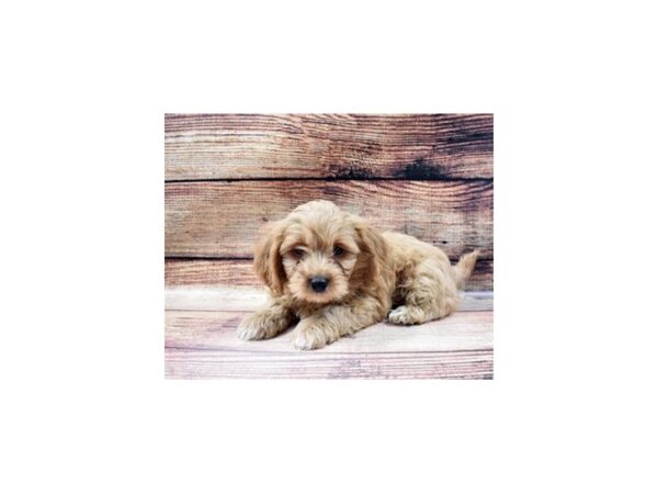 Shih Tzu/Poodle-DOG-Male-Apricot-23034-Petland Scottsdale, Arizona