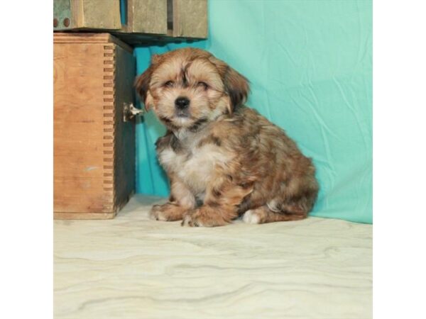 Shih Tzu/Yorkshire Terrier-DOG-Male-Red Gold-23067-Petland Scottsdale, Arizona