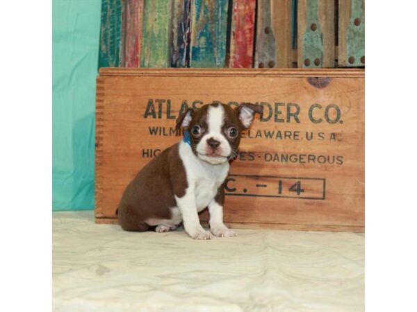 Boston Terrier-DOG-Male-Red / White-23054-Petland Scottsdale, Arizona