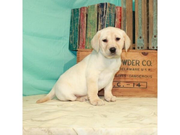 Labrador Retriever-DOG-Female-Yellow-23058-Petland Scottsdale, Arizona