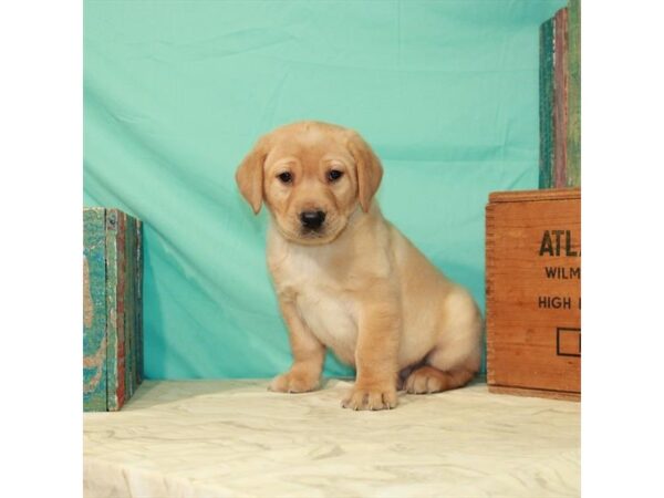 Labrador Retriever-DOG-Male-Yellow-23059-Petland Scottsdale, Arizona