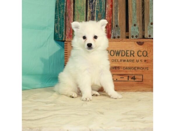 American Eskimo Dog-DOG-Female-White-23052-Petland Scottsdale, Arizona