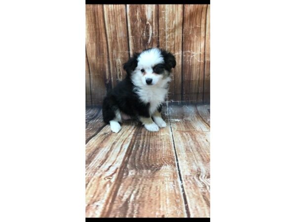 Miniature Australian Shepherd-DOG-Female-TRI-COLOR-23074-Petland Scottsdale, Arizona
