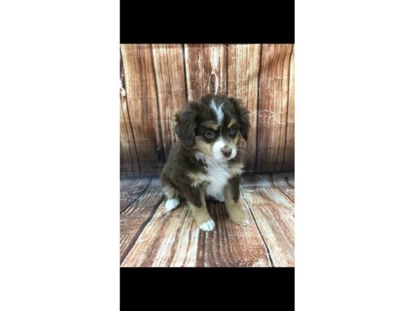 Miniature Australian Shepherd-DOG-Female-Brown Merle-23073-Petland Scottsdale, Arizona
