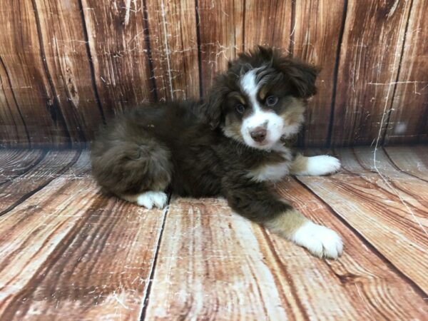 Miniature Australian Shepherd-DOG-Male-Brown Merle-23072-Petland Scottsdale, Arizona