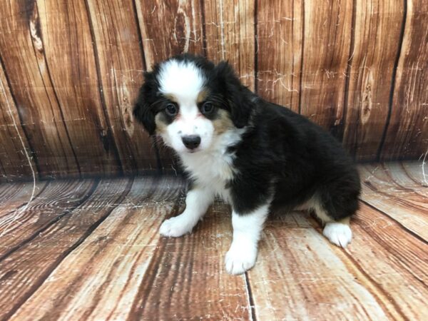 Miniature Australian Shepherd-DOG-Male-TRI-COLOR-23071-Petland Scottsdale, Arizona