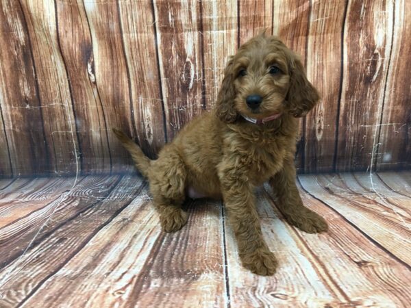 F1B Goldendoodle-DOG-Female-cafe au lait-23070-Petland Scottsdale, Arizona