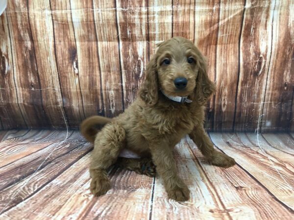 F1B Goldendoodle-DOG-Male-cafe au lait-23069-Petland Scottsdale, Arizona