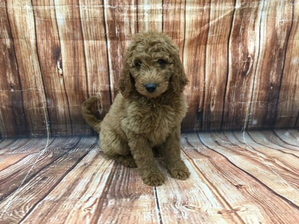 F1B Goldendoodle-DOG-Male-cafe au lait-23068-Petland Scottsdale, Arizona