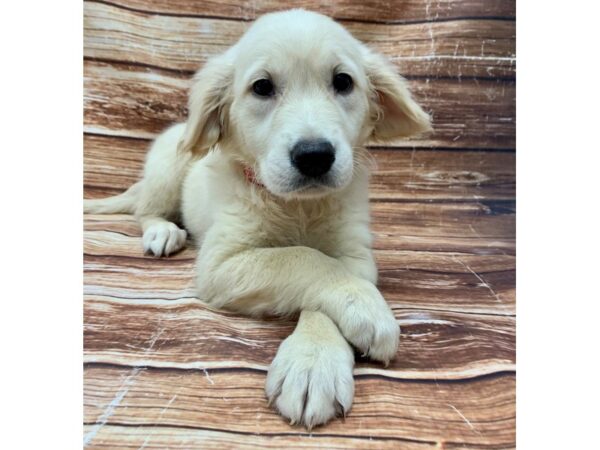 English Cream Golden Retriever-DOG-Female-Cream-23079-Petland Scottsdale, Arizona